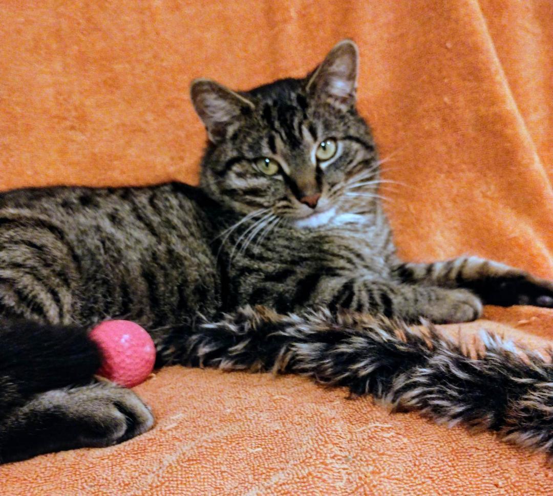 Enlarge Marley, an adopted Domestic Short Hair in Cambridge, ON image 4/5