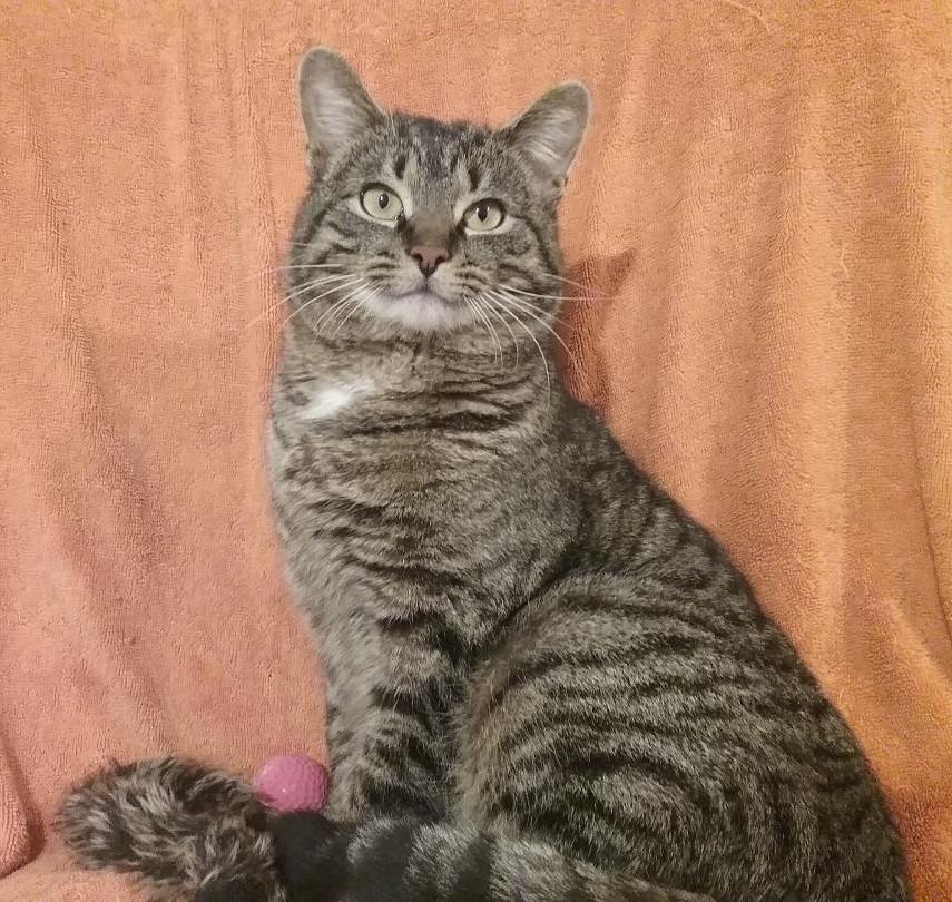 Enlarge Marley, an adopted Domestic Short Hair in Cambridge, ON image 1/5