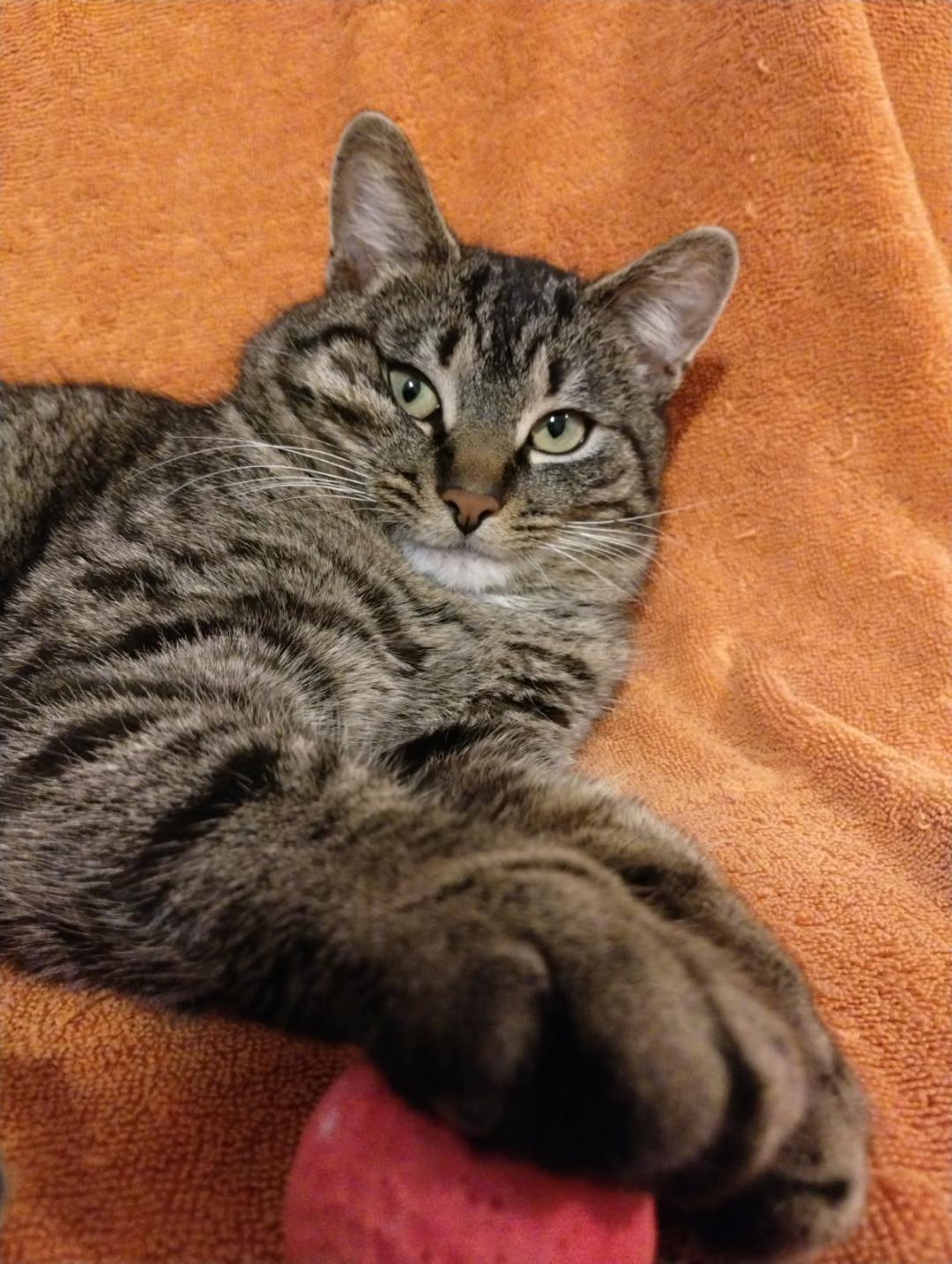 Enlarge Marley, an adopted Domestic Short Hair in Cambridge, ON image 2/5