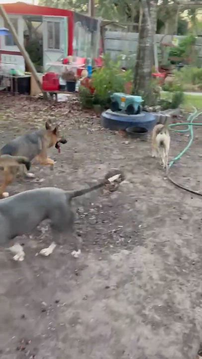 Enlarge Dan, a Adoptable mixed breed in Rockford, IL video 3/6