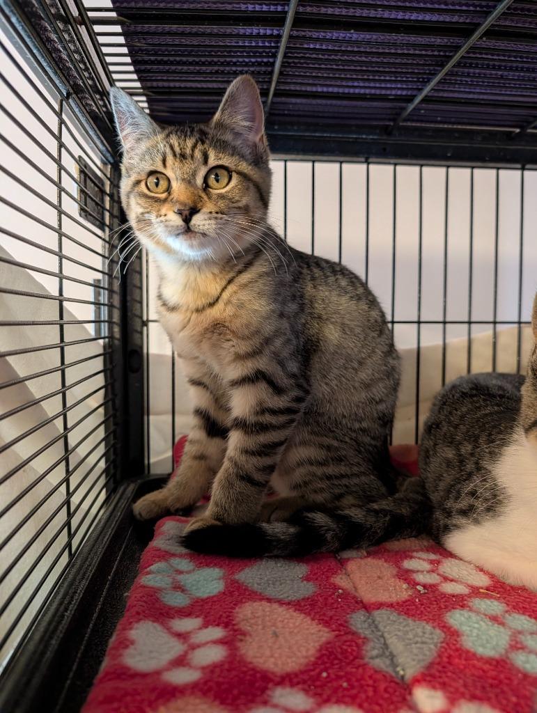 Enlarge Ivy, a Adoptable mixed breed in Shelton, WA image 2/5
