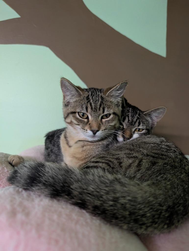 Enlarge Ivy, a Adoptable mixed breed in Shelton, WA image 3/5
