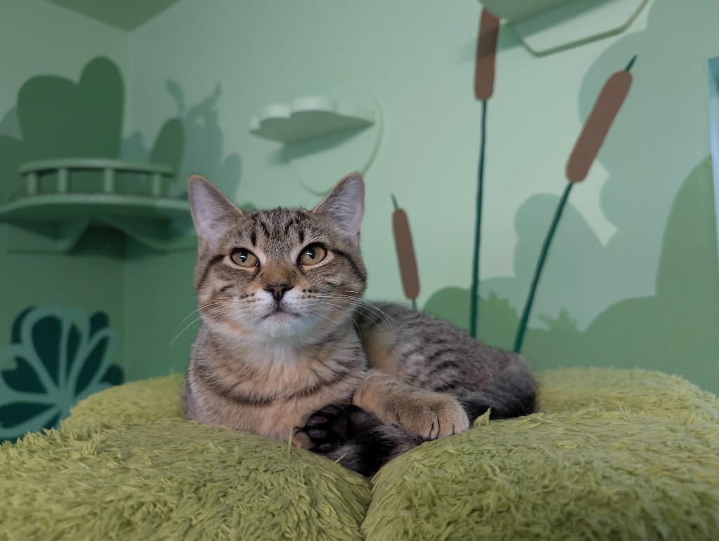 Enlarge Ivy, a Adoptable mixed breed in Shelton, WA image 4/5