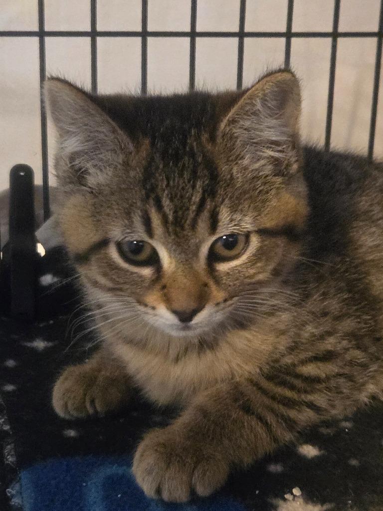 Enlarge Ivy, a Adoptable mixed breed in Shelton, WA image 5/5