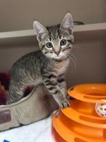 Cruella, Adopted, Kitten Female Domestic Short Hair.