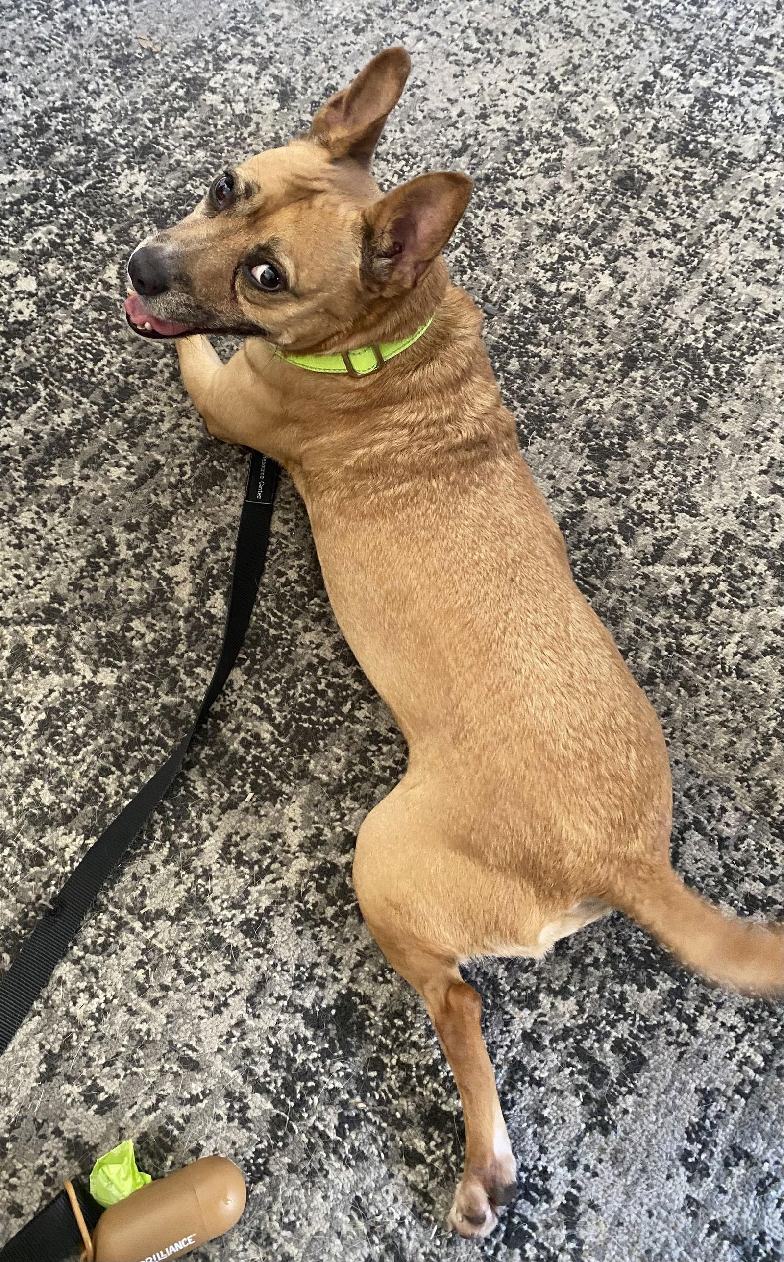 Evie, a Adoptable mixed breed in Tampa, FL image 1/2