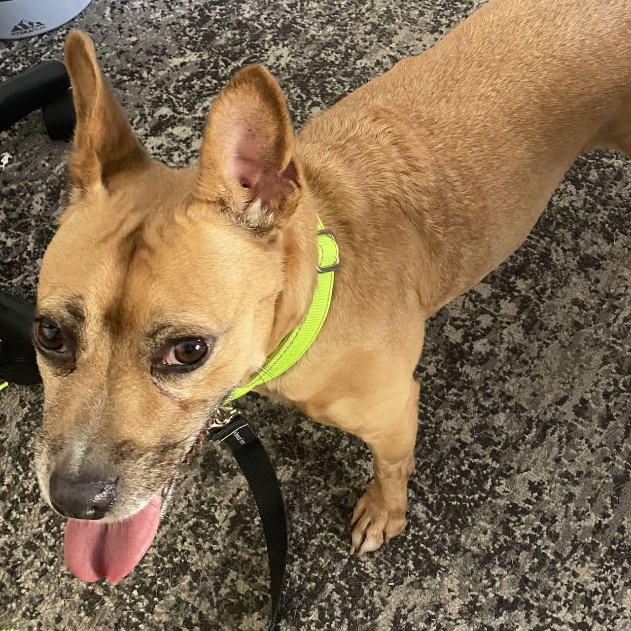 Evie, a Adoptable mixed breed in Tampa, FL image 2/2