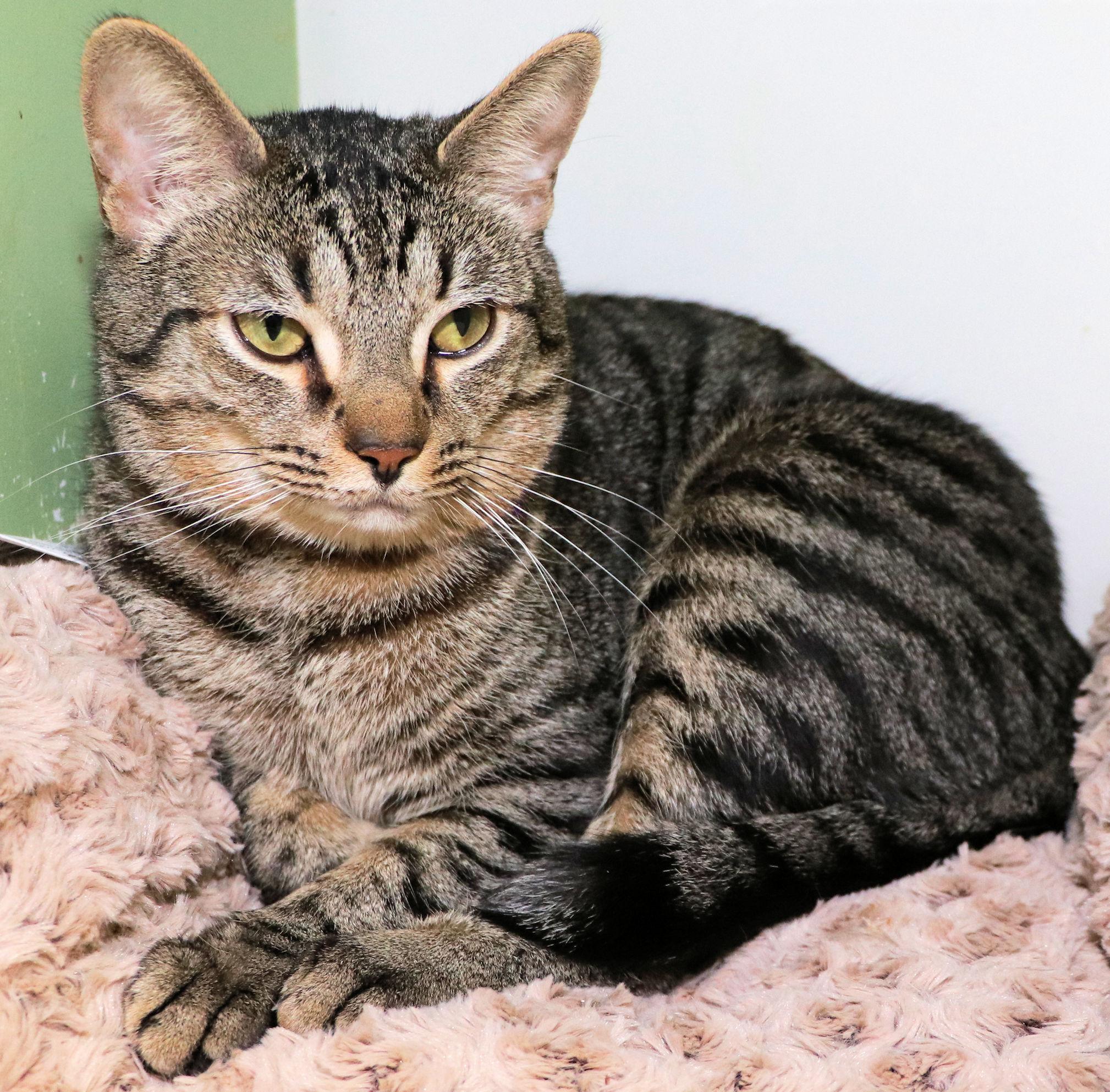 Enlarge Fiyero, a Adoptable mixed breed in Cincinnati, OH image 3/3