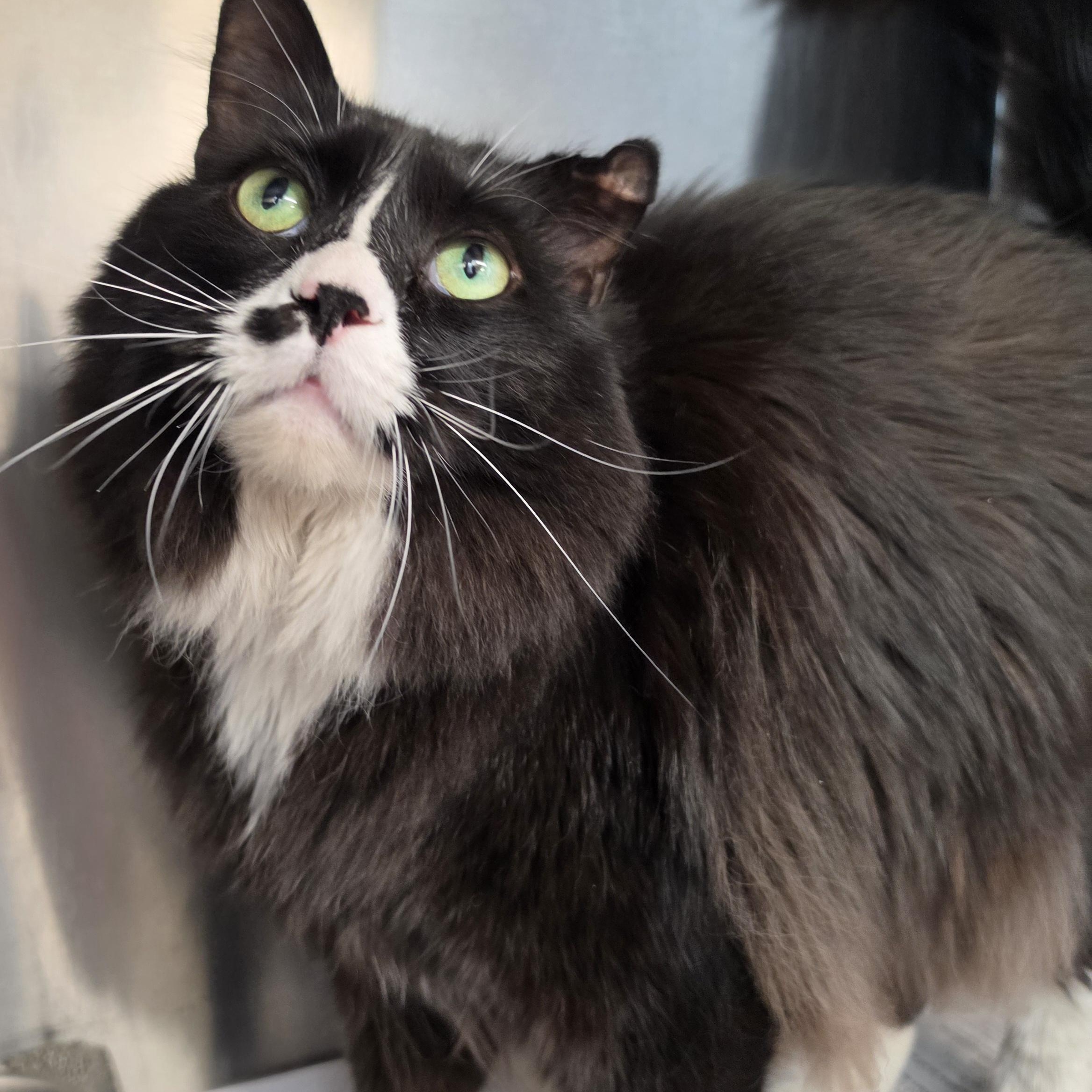 Enlarge Oreo, a Adopted Domestic Long Hair in Danville, VA image 1/1