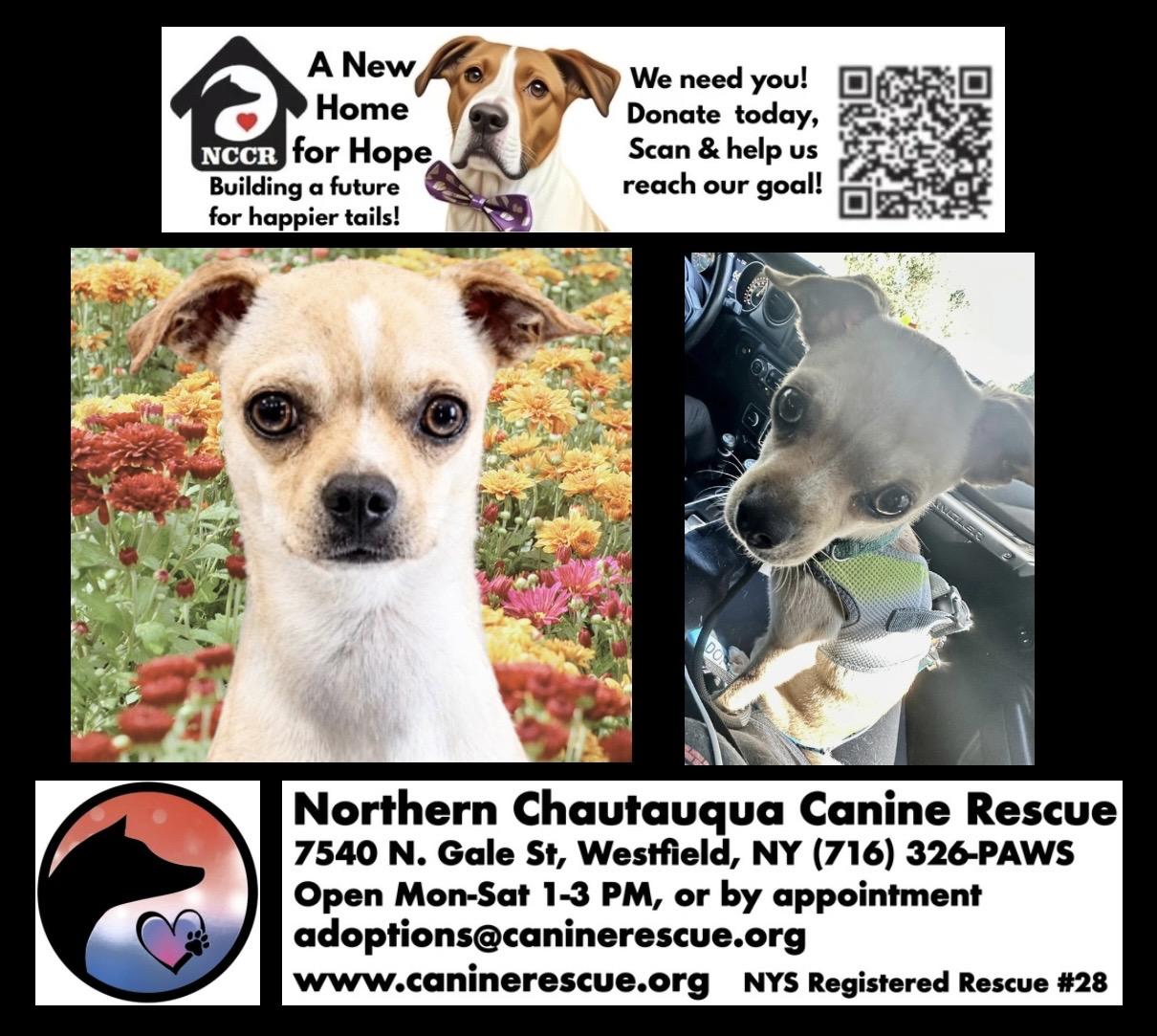 Enlarge Stella, a Adoptable mixed breed in Westfield, NY image 5/6