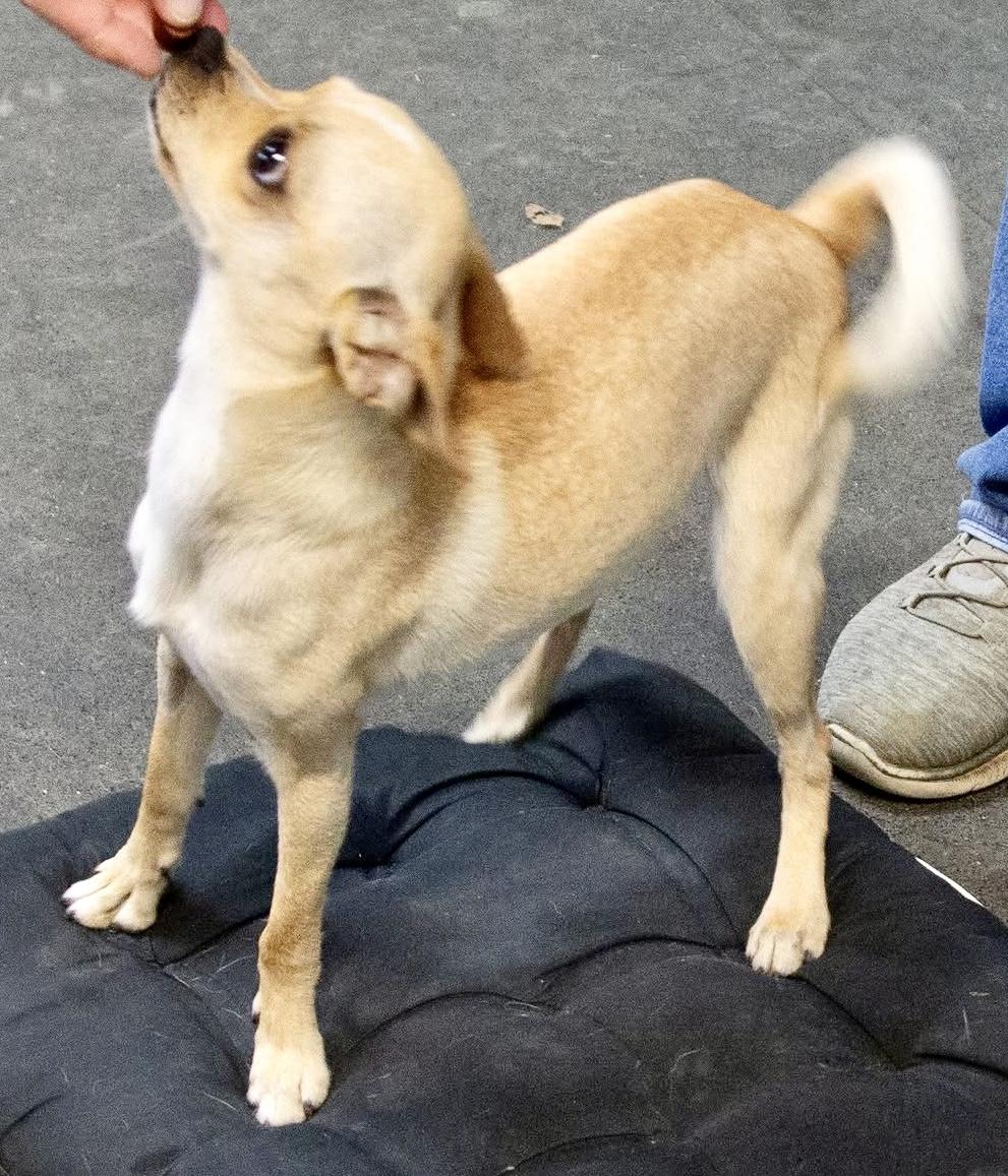 Enlarge Stella, a Adoptable mixed breed in Westfield, NY image 6/6