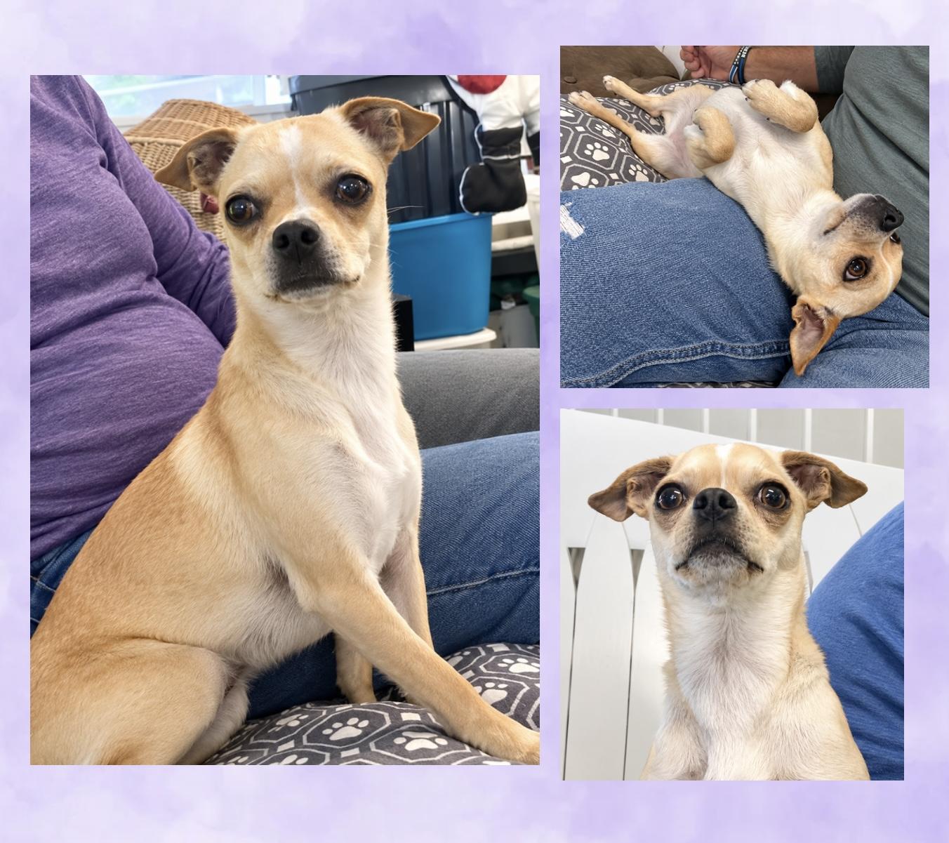 Enlarge Stella, a Adoptable mixed breed in Westfield, NY image 3/6