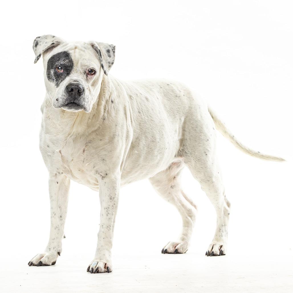 Ellie, a Adoptable English Bulldog in Reno, NV image 1/5