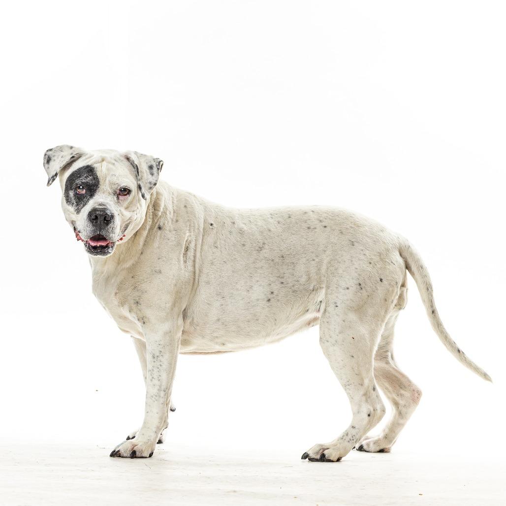 Ellie, a Adoptable English Bulldog in Reno, NV image 2/5