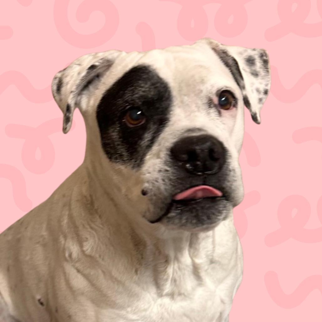 Ellie, a Adoptable English Bulldog in Reno, NV image 3/5