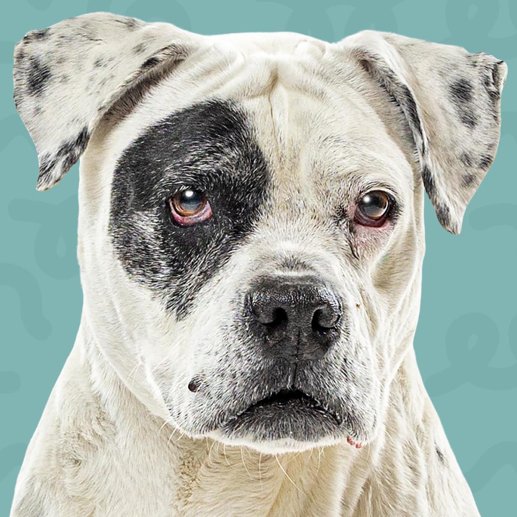 Ellie, a Adoptable English Bulldog in Reno, NV image 4/5