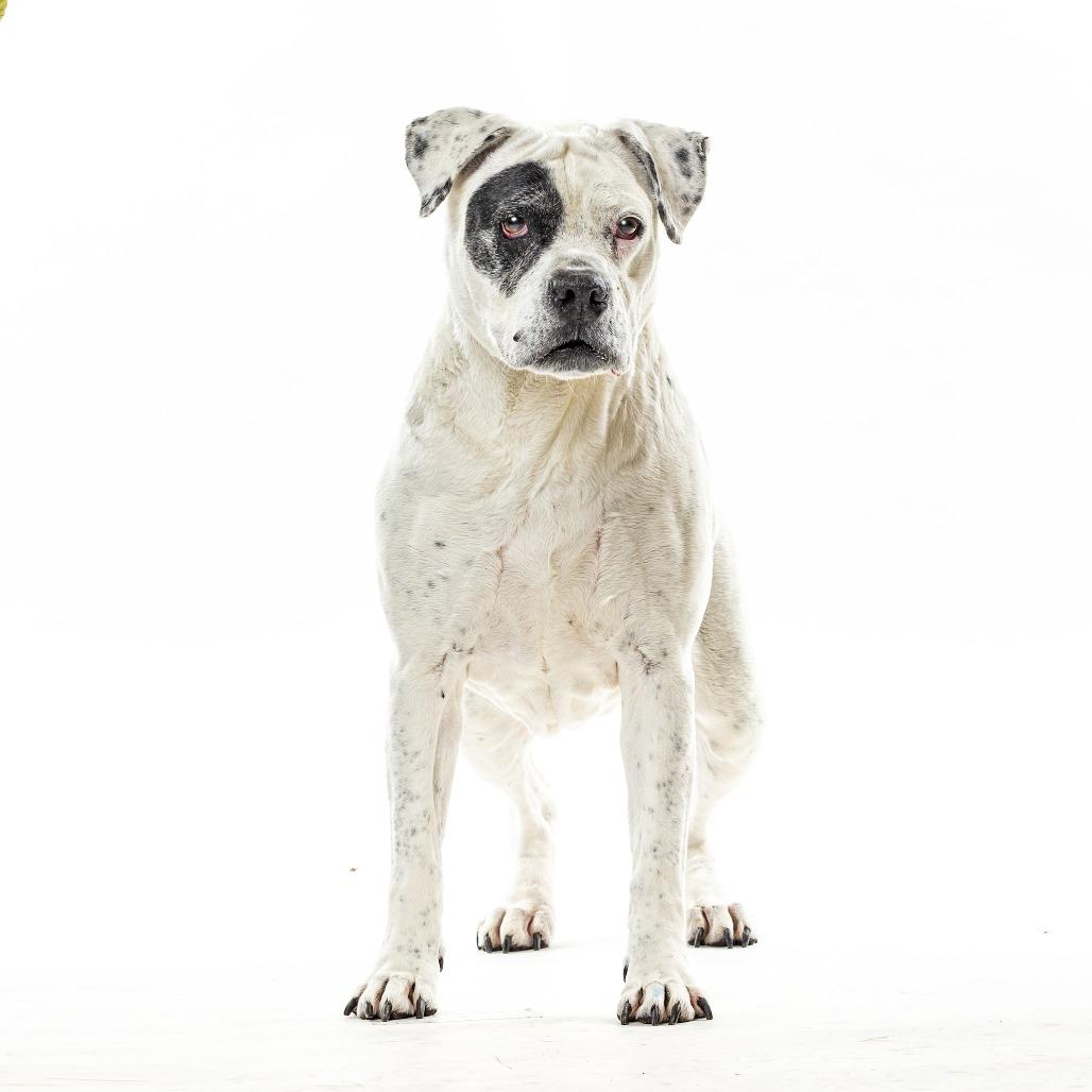 Ellie, a Adoptable English Bulldog in Reno, NV image 5/5