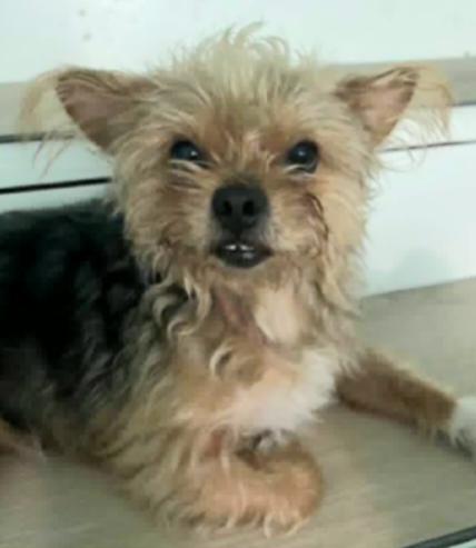 Enlarge Munchkin, a ADOPTABLE Yorkshire Terrier in Sharon, CT image 2/3