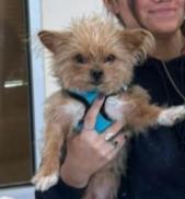 Munchkin, ADOPTABLE, Young Male Yorkshire Terrier.