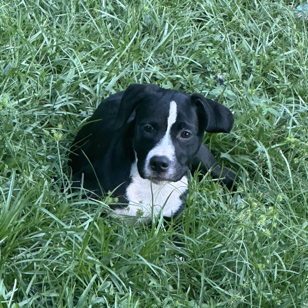 Enlarge EmmaLee Dickinson, a Adoptable Mixed Breed in Columbus, GA image 1/2