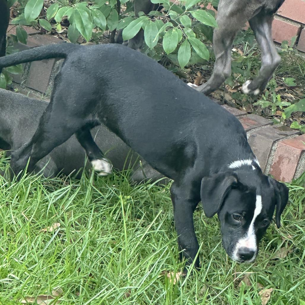 Enlarge EmmaLee Dickinson, a Adoptable Mixed Breed in Columbus, GA image 2/2