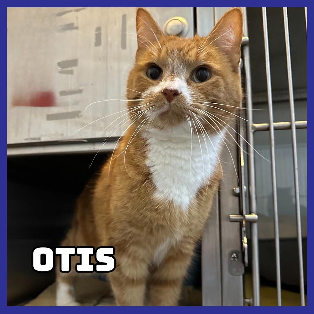 Otis, Adoptable, Senior Male Domestic Medium Hair.