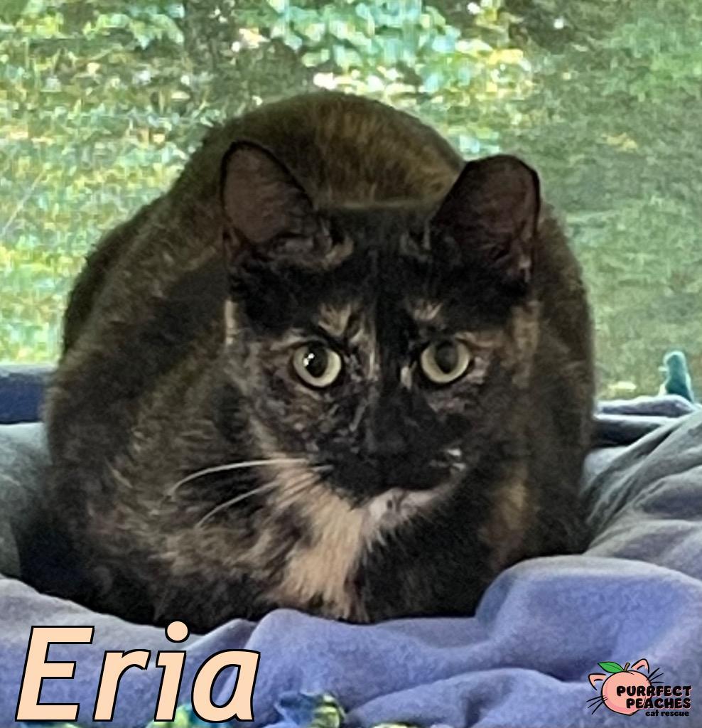 Eria, Adoptable, Young Female Domestic Short Hair.