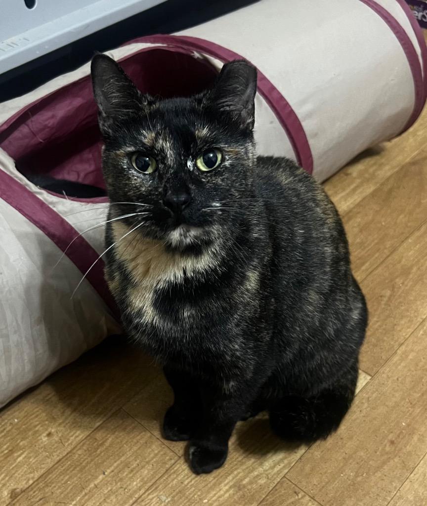 Enlarge Eria, a Adoptable mixed breed in Douglasville, GA image 2/4