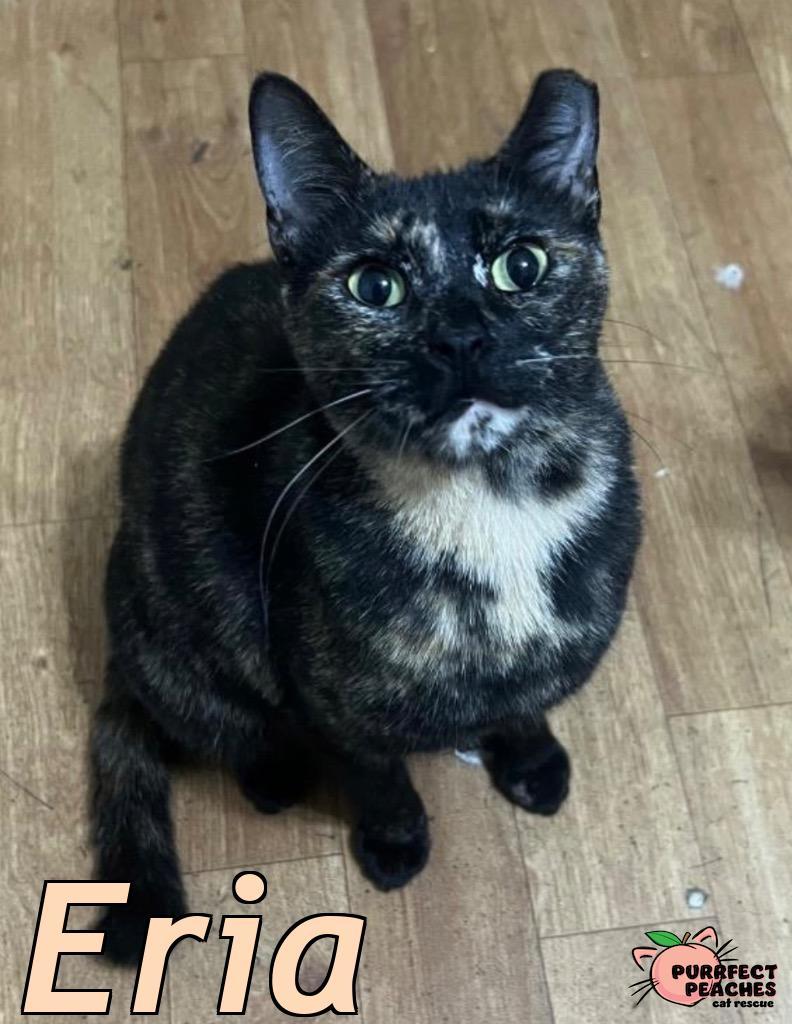 Enlarge Eria, a Adoptable mixed breed in Douglasville, GA image 3/4