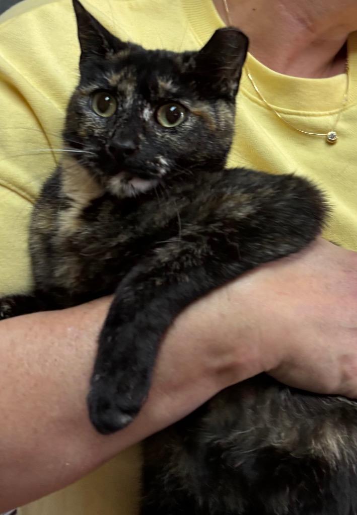 Enlarge Eria, a Adoptable mixed breed in Douglasville, GA image 4/4