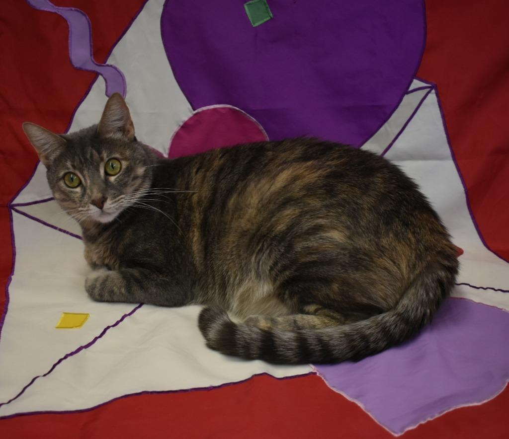 Thalia, a Adoptable mixed breed in Peoria, AZ image 1/6