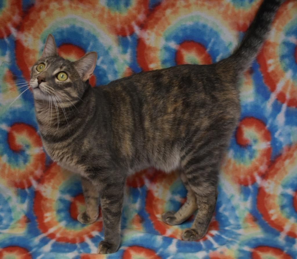 Thalia, Adoptable, Adult Female Domestic Short Hair.