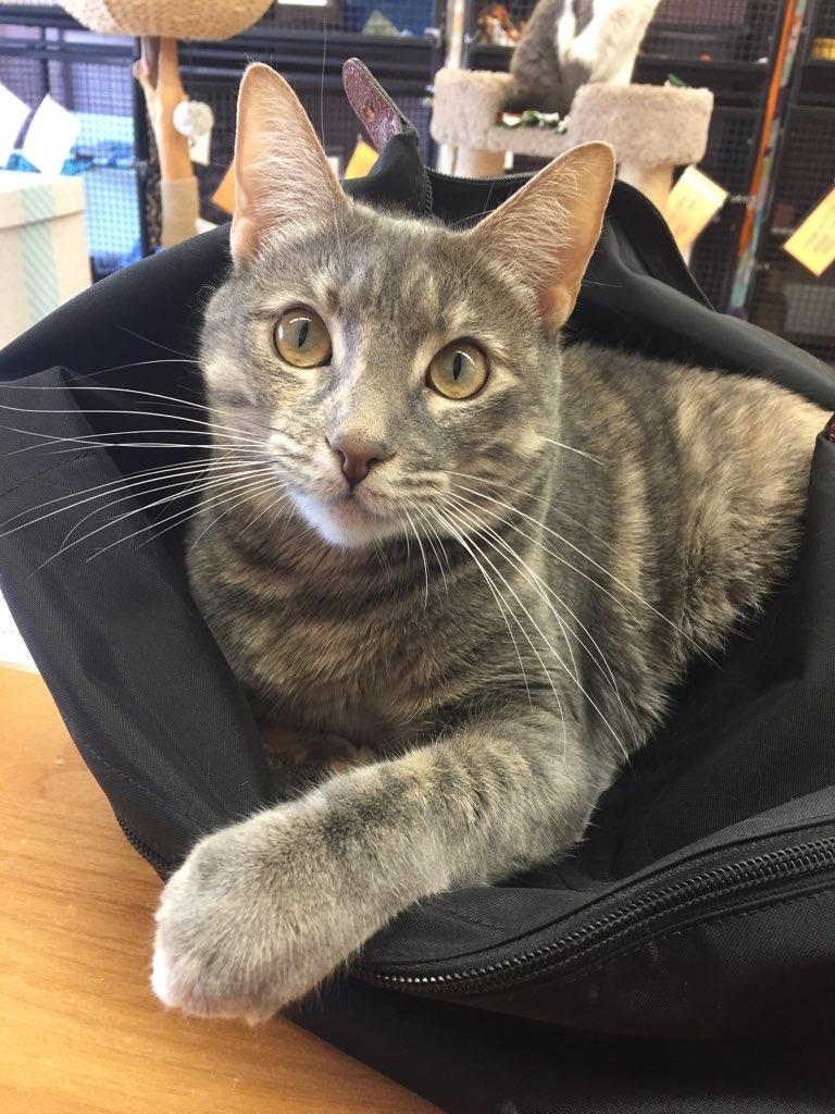 Enlarge Thalia, a Adoptable mixed breed in Peoria, AZ image 1/3