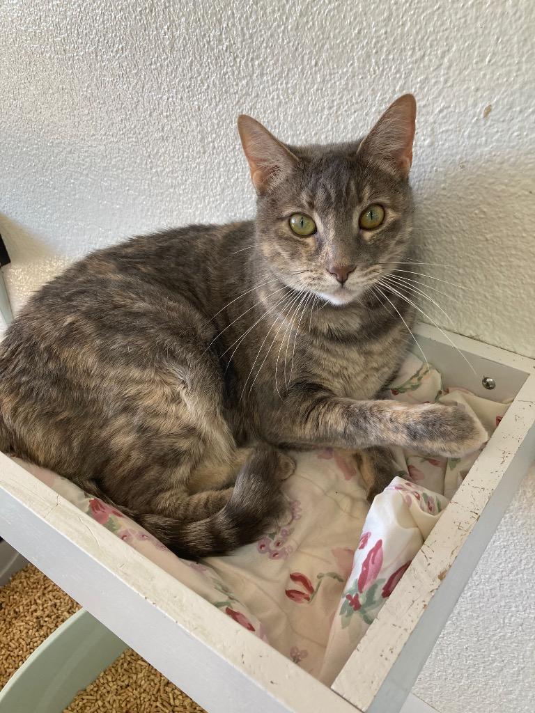 Enlarge Thalia, a Adoptable mixed breed in Peoria, AZ image 2/3