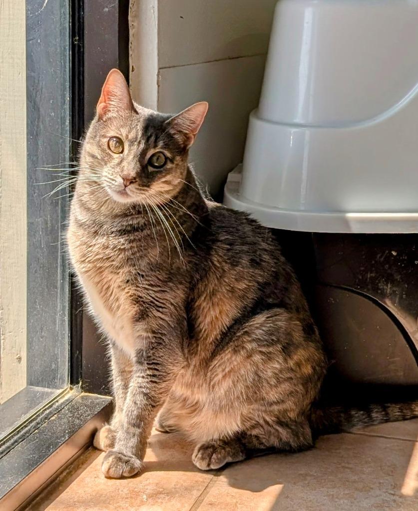 Thalia, a Adoptable mixed breed in Peoria, AZ image 6/6