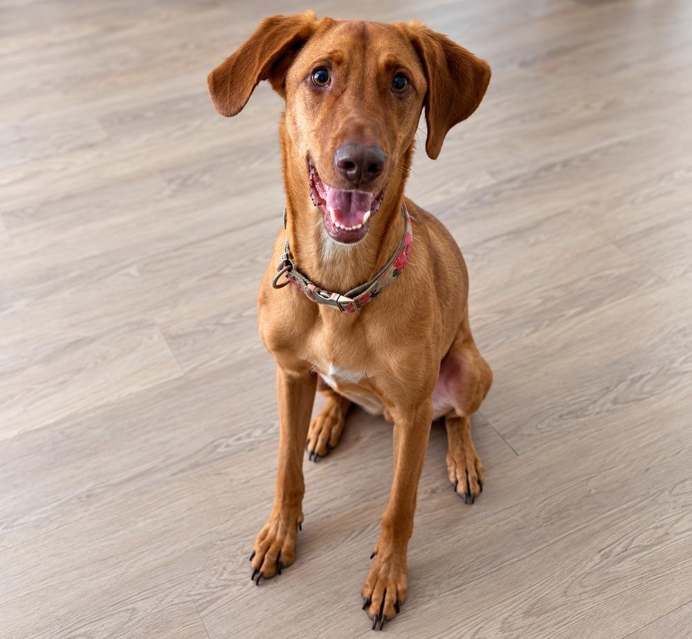 Enlarge Bella (Roo), a Adoptable mixed breed in Mooresville, NC image 3/6