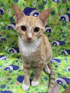 Meeny, Adopted, Young Male Domestic Medium Hair.