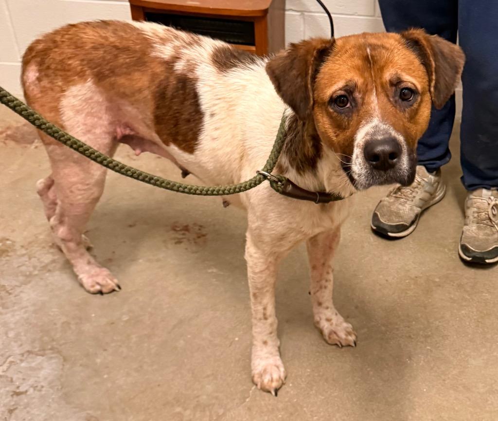 Enlarge Minestrone, a Adoptable mixed breed in Defiance, OH image 1/5