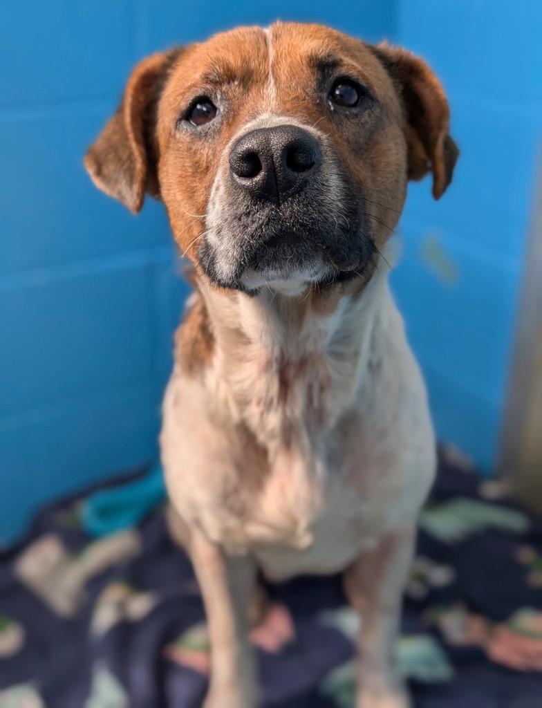 Minestrone, Adoptable, Young Female Terrier.