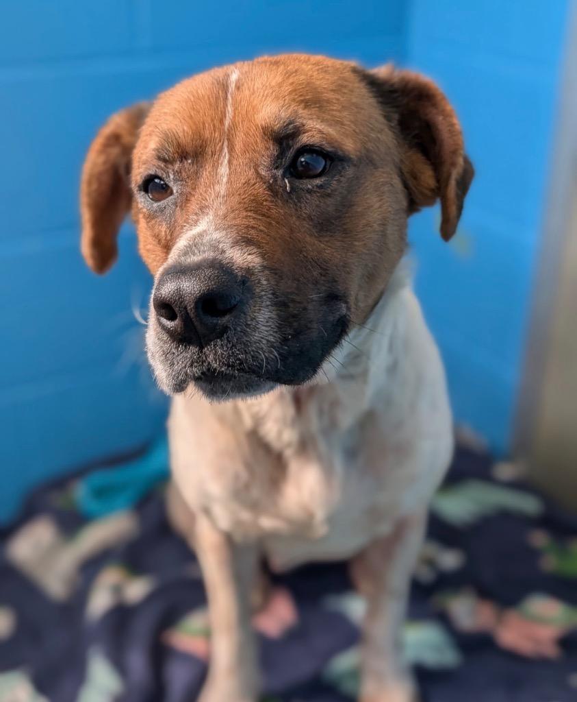 Enlarge Minestrone, a Adoptable mixed breed in Defiance, OH image 2/5