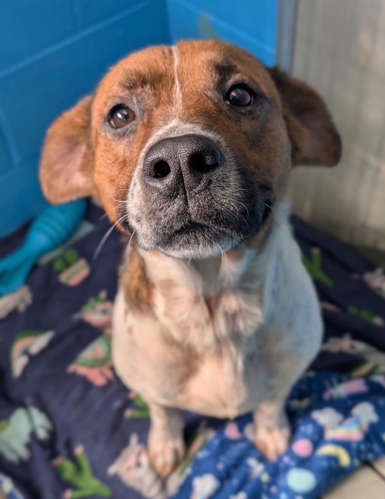 Enlarge Minestrone, a Adoptable mixed breed in Defiance, OH image 3/5