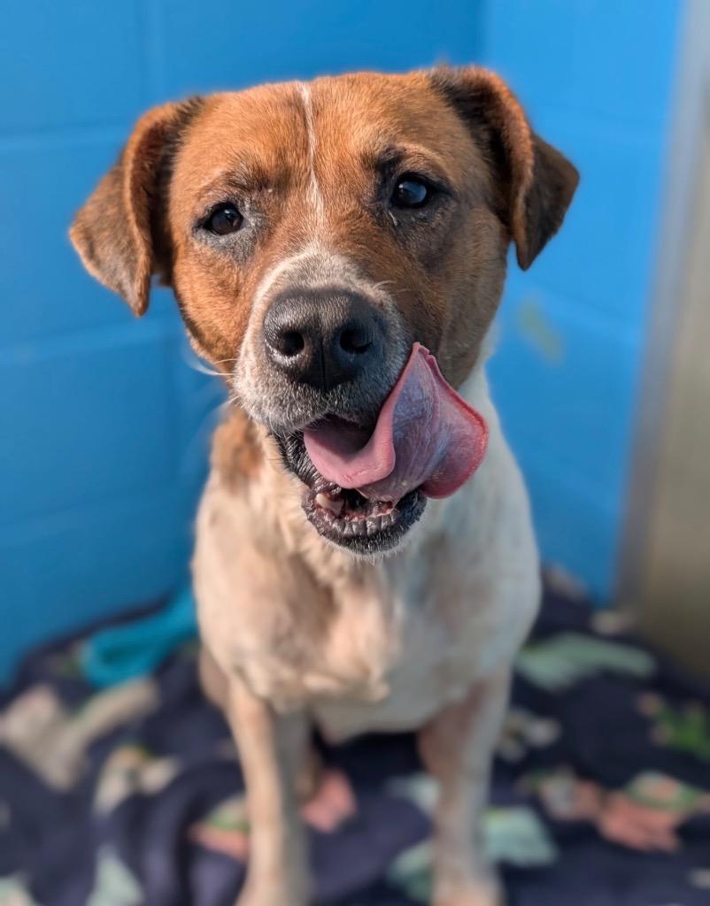 Enlarge Minestrone, a Adoptable mixed breed in Defiance, OH image 5/5