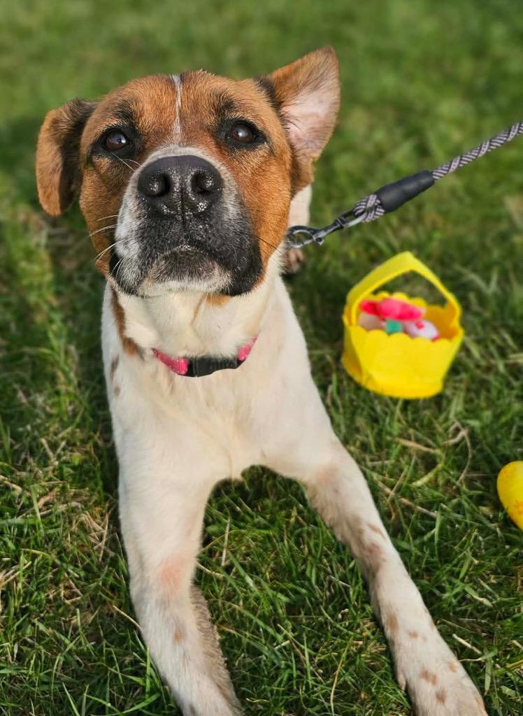 Enlarge Minestrone, a Adoptable mixed breed in Defiance, OH image 6/6