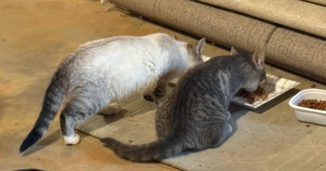 Enlarge Ellijay Special Cuties, an adopted mixed breed in Ellijay, GA image 6/6