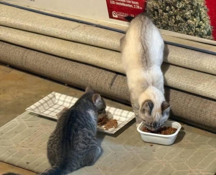 Enlarge Ellijay Special Cuties, an adopted mixed breed in Ellijay, GA image 5/6