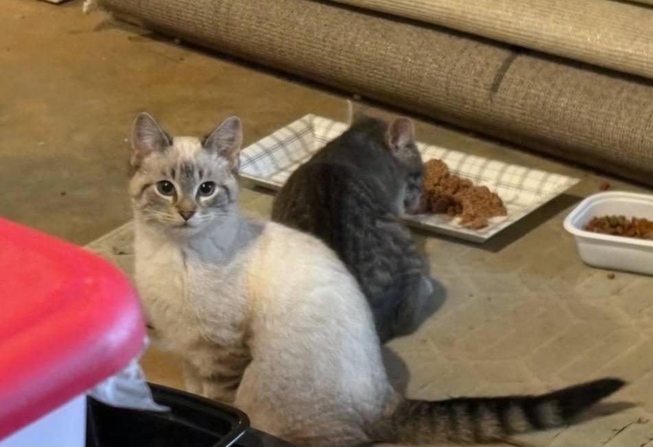 Enlarge Ellijay Special Cuties, an adopted mixed breed in Ellijay, GA image 4/6