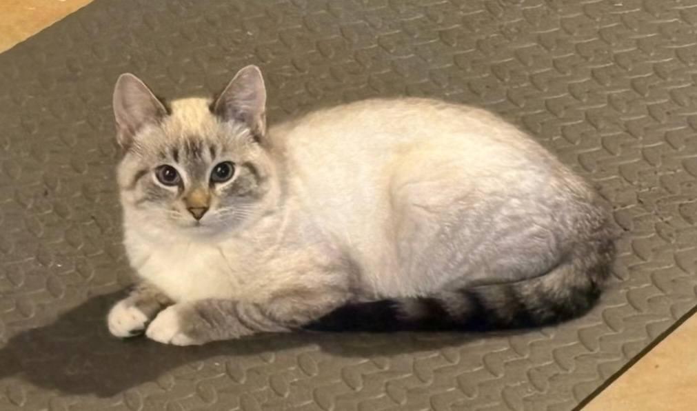 Enlarge Ellijay Special Cuties, an adopted mixed breed in Ellijay, GA image 2/6