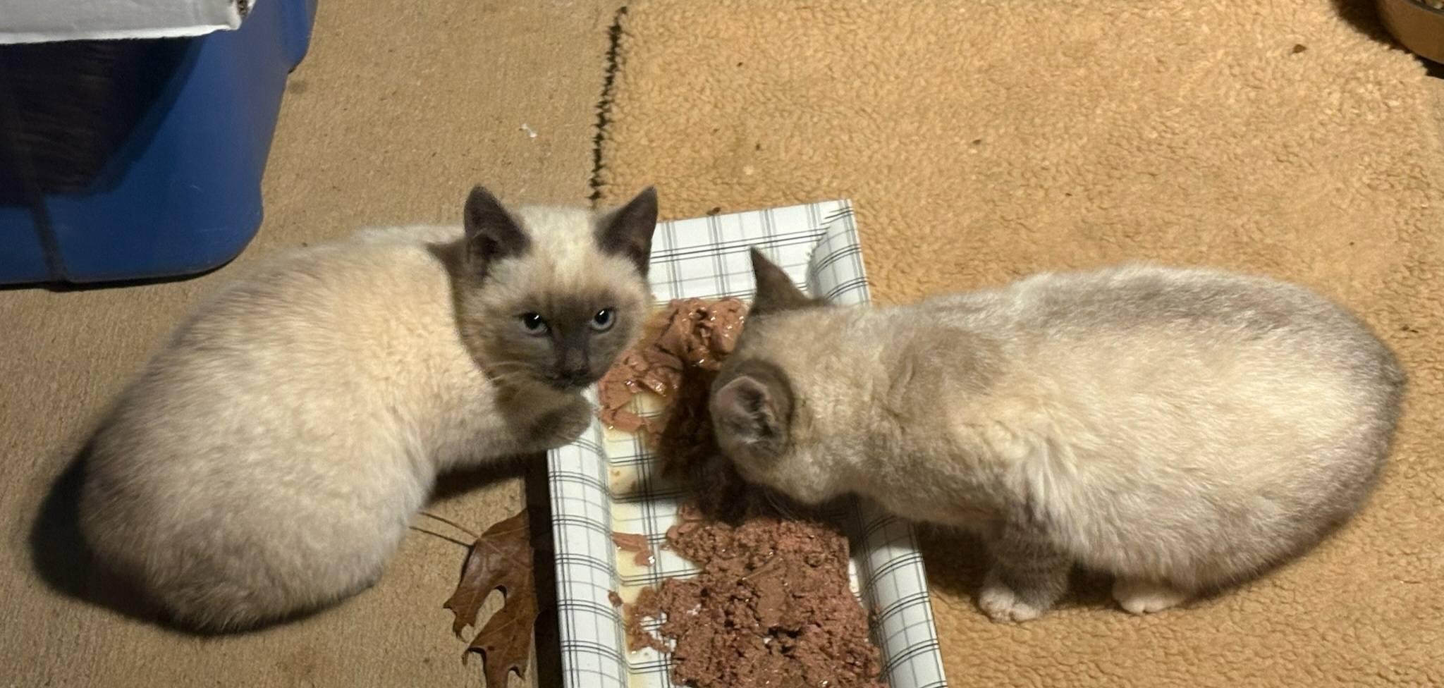 Enlarge Ellijay Special Cuties, an adopted mixed breed in Ellijay, GA image 3/6