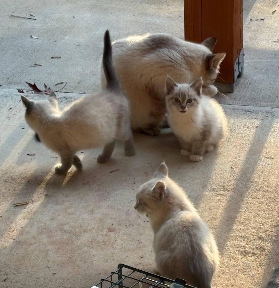 Ellijay Special Cuties, adopted, Kitten Female Siamese & Domestic Short Hair.