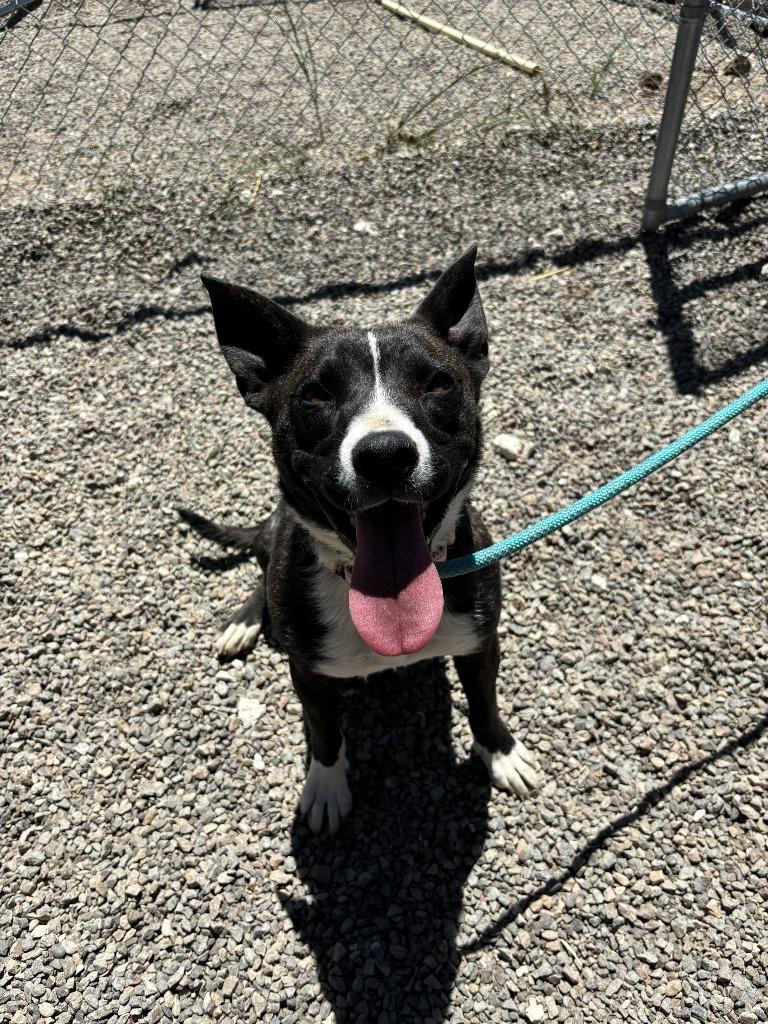 Enlarge Jazz, a Adoptable mixed breed in Moriarty, NM image 2/4